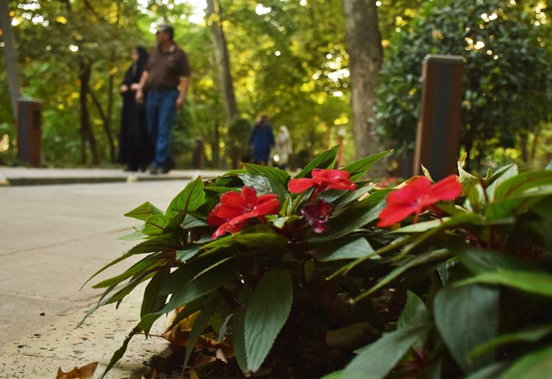 plants see in the Iranian garden - HotelOneClick