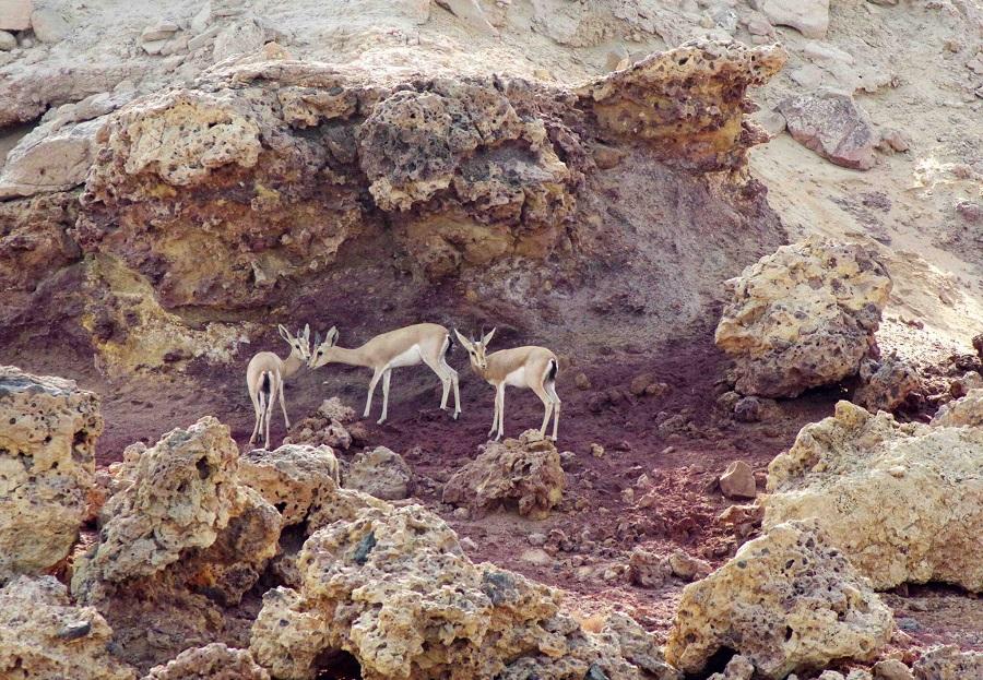 Animals on the free nature of Qeshm Island