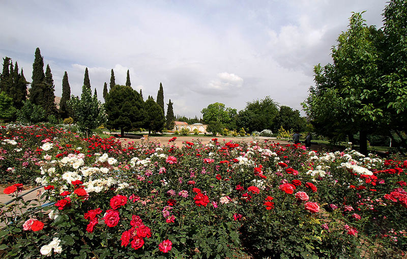 Roses in Eram Garden of Shiraz