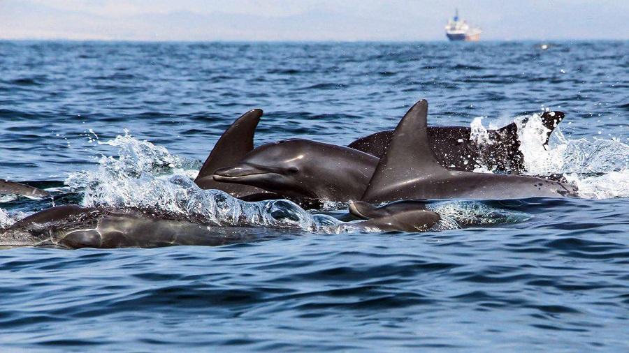 Qeshm Island, dolphins