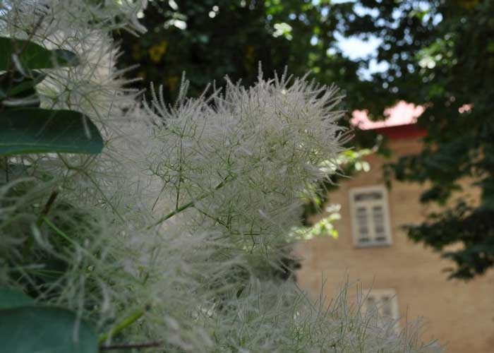 Greenhouses in Garden Museum in Sa'd Abad Palace Complex - HotelOneClick