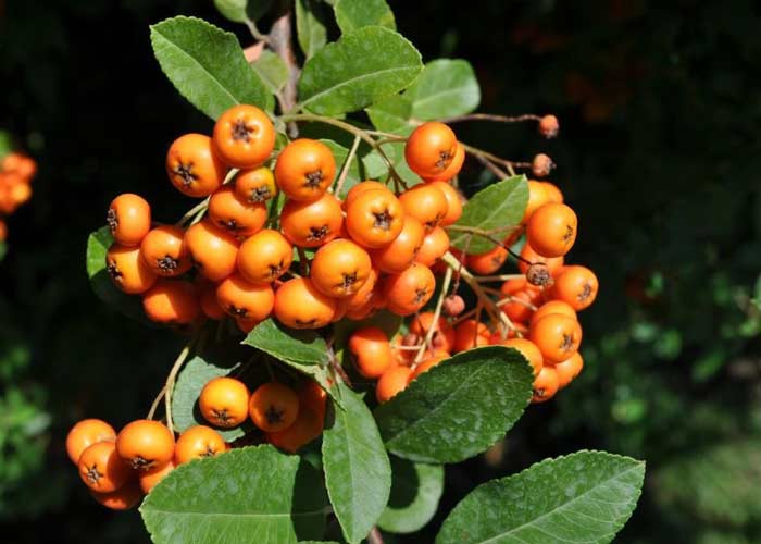 Fruit  in Garden Museum in Sa'd Abad Palace Complex - HotelOneClick