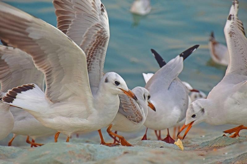 birds in Chitgar Lake 