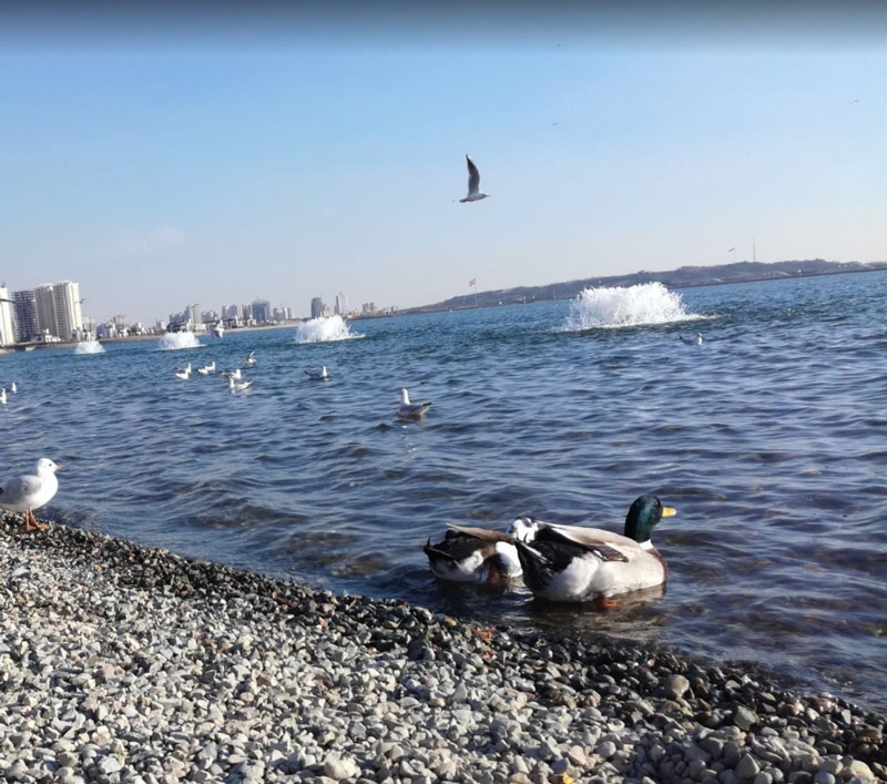 Ducks and kingfishers in Chitgar lake