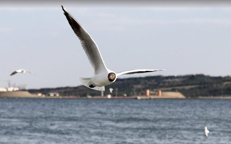 Bird watching in Chitgar Lake 