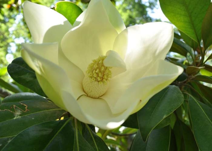 A flower in Garden Museum in Sa'd Abad Palace Complex - HotelOneClick